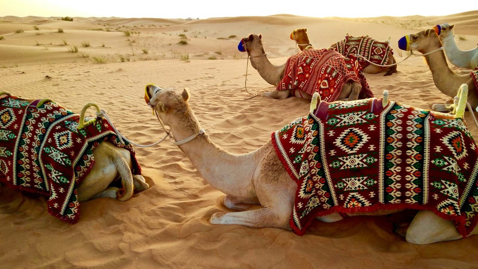 Desert Safari Abu Dhabi – photo 1