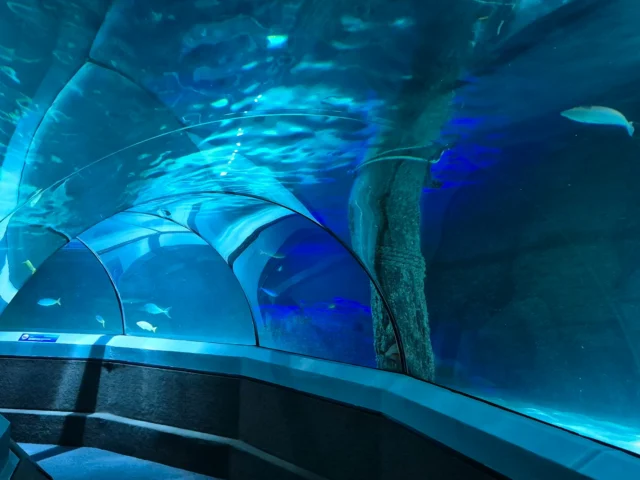 Dubai Aquarium and Underwater Zoo with Transfer