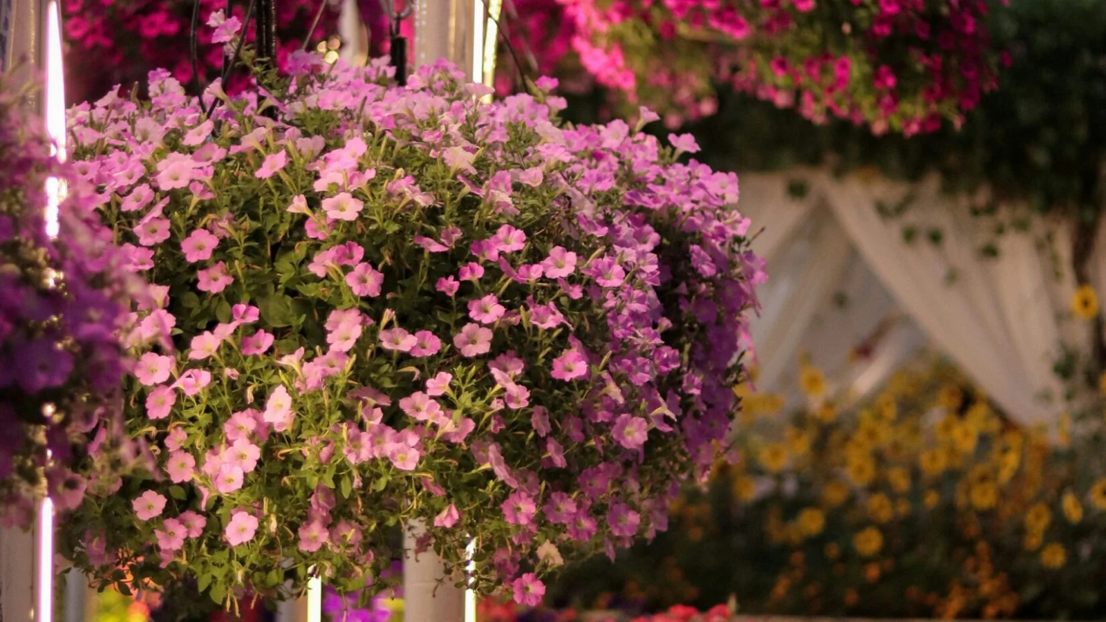 Dubai Miracle Garden with Transfer – photo 1