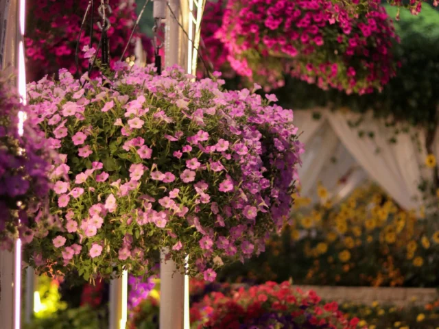 Dubai Miracle Garden with Transfer